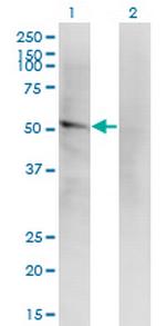 LILRA2 Antibody in Western Blot (WB)