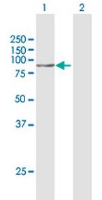 STON1 Antibody in Western Blot (WB)