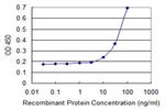 B4GAT1 Antibody in ELISA (ELISA)