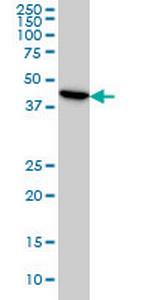 ADRM1 Antibody in Western Blot (WB)