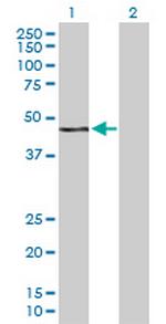 WWP2 Antibody in Western Blot (WB)