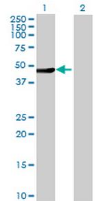 TRIM31 Antibody in Western Blot (WB)