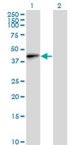 EMILIN1 Antibody in Western Blot (WB)