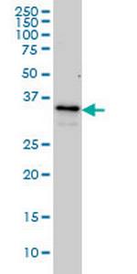 ZWINT Antibody in Western Blot (WB)