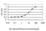 IL1RAPL1 Antibody in ELISA (ELISA)