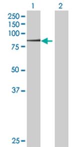 MYST2 Antibody in Western Blot (WB)