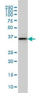 BVES Antibody in Western Blot (WB)