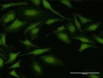 NUDT5 Antibody in Immunocytochemistry (ICC/IF)