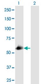 SEC23IP Antibody in Western Blot (WB)