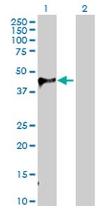 WIF1 Antibody in Western Blot (WB)