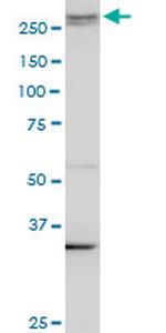 AKAP13 Antibody in Western Blot (WB)