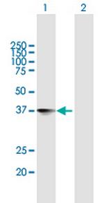 NXPH4 Antibody in Western Blot (WB)