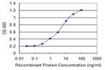 KLHL2 Antibody in ELISA (ELISA)