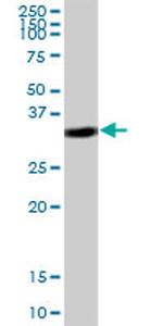 COPE Antibody in Western Blot (WB)