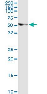 U2AF2 Antibody in Western Blot (WB)