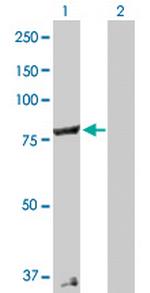 COG2 Antibody in Western Blot (WB)