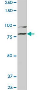 COG2 Antibody in Western Blot (WB)