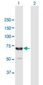 IKZF2 Antibody in Western Blot (WB)