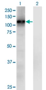 RASA3 Antibody in Western Blot (WB)