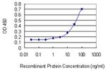 ATF6 Antibody in ELISA (ELISA)