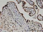 ATF6 Antibody in Immunohistochemistry (Paraffin) (IHC (P))