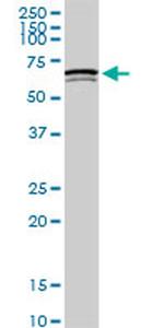 SWAP70 Antibody in Western Blot (WB)