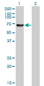 SWAP70 Antibody in Western Blot (WB)