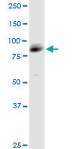 ARHGAP26 Antibody in Western Blot (WB)