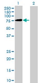 KIF1B Antibody in Western Blot (WB)