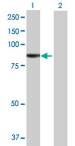 RTF1 Antibody in Western Blot (WB)