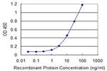 RGL1 Antibody in ELISA (ELISA)