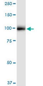 GANAB Antibody in Western Blot (WB)