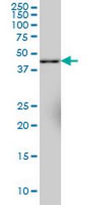 SYT11 Antibody in Western Blot (WB)