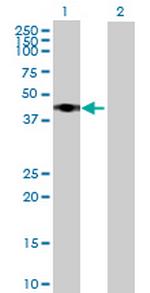 RRS1 Antibody in Western Blot (WB)