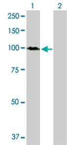 DNMBP Antibody in Western Blot (WB)