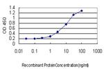 SYNE1 Antibody in ELISA (ELISA)