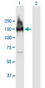 LARP1 Antibody in Western Blot (WB)