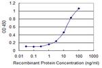 SLC7A8 Antibody in ELISA (ELISA)