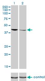 TARDBP Antibody in Western Blot (WB)