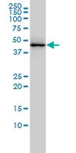 TARDBP Antibody in Western Blot (WB)