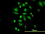 ETHE1 Antibody in Immunocytochemistry (ICC/IF)