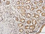 ETHE1 Antibody in Immunohistochemistry (Paraffin) (IHC (P))