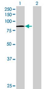 CENTB2 Antibody in Western Blot (WB)