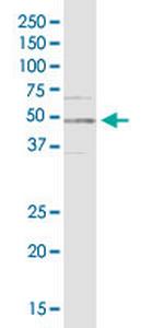 RBM9 Antibody in Western Blot (WB)