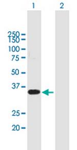 WBP2 Antibody in Western Blot (WB)