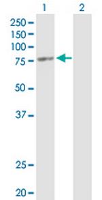 ORC3L Antibody in Western Blot (WB)