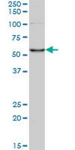 CORO1C Antibody in Western Blot (WB)