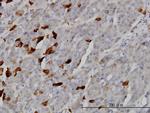 TSSK2 Antibody in Immunohistochemistry (Paraffin) (IHC (P))