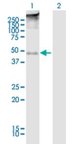 TMEFF2 Antibody in Western Blot (WB)