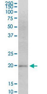 MAFF Antibody in Western Blot (WB)